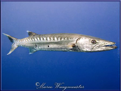 Great Barracuda (Sphyraena barracuda) in Tulamben - (Cano... by Marco Waagmeester 